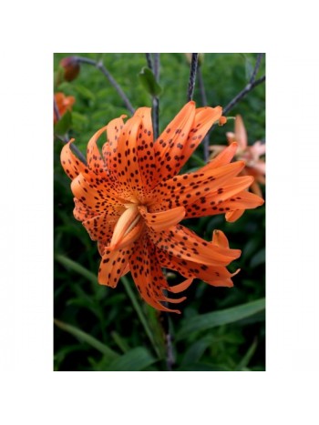 Лилиум ' Lancifolium Flore Pleno'LL39